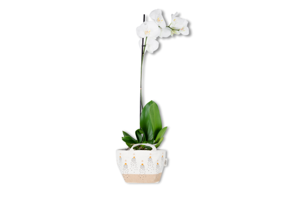 Princess-Orchid