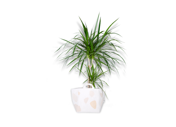 Comte-Dracaena